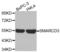 SWI/SNF Related, Matrix Associated, Actin Dependent Regulator Of Chromatin, Subfamily D, Member 3 antibody, LS-C335218, Lifespan Biosciences, Western Blot image 