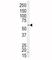 HGL antibody, F49507-0.4ML, NSJ Bioreagents, Western Blot image 