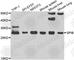 Spi-B Transcription Factor antibody, A7451, ABclonal Technology, Western Blot image 