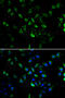 Eukaryotic translation initiation factor 3 subunit C antibody, MBS129713, MyBioSource, Immunofluorescence image 