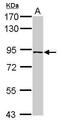 Pleckstrin Homology, MyTH4 And FERM Domain Containing H3 antibody, PA5-31398, Invitrogen Antibodies, Western Blot image 
