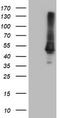 Carboxypeptidase A1 antibody, TA504517S, Origene, Western Blot image 