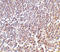 Lymphocyte Antigen 86 antibody, LS-C19608, Lifespan Biosciences, Immunohistochemistry frozen image 
