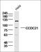 Centrosomal Protein 85 antibody, orb2355, Biorbyt, Western Blot image 