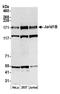 Lysine Demethylase 5B antibody, A301-813A, Bethyl Labs, Western Blot image 