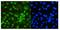 Probable ATP-dependent RNA helicase DDX5 antibody, LS-C313095, Lifespan Biosciences, Immunofluorescence image 