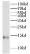 H2A Histone Family Member Z antibody, FNab03886, FineTest, Western Blot image 