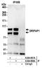 GRIP1 Associated Protein 1 antibody, A304-897A, Bethyl Labs, Immunoprecipitation image 