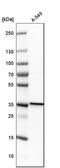 CASP8 And FADD Like Apoptosis Regulator antibody, HPA019044, Atlas Antibodies, Western Blot image 