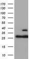Proteasome Subunit Beta 7 antibody, TA504383S, Origene, Western Blot image 