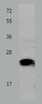 Prepronociceptin antibody, TA322525, Origene, Western Blot image 