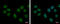 Splicing Factor 1 antibody, GTX104540, GeneTex, Immunofluorescence image 