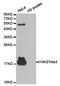 Histone Cluster 3 H3 antibody, MBS9406121, MyBioSource, Western Blot image 