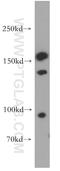 Integrin Subunit Alpha D antibody, 55162-1-AP, Proteintech Group, Western Blot image 