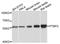 Polypyrimidine Tract Binding Protein 2 antibody, STJ27848, St John