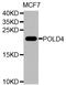 DNA Polymerase Delta 4, Accessory Subunit antibody, A8506, ABclonal Technology, Western Blot image 