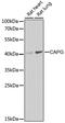 Capping Actin Protein, Gelsolin Like antibody, GTX55547, GeneTex, Western Blot image 