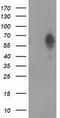 Bestrophin 3 antibody, CF502154, Origene, Western Blot image 