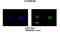 Heterogeneous nuclear ribonucleoprotein A0 antibody, NBP1-57275, Novus Biologicals, Immunocytochemistry image 