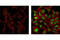 Fos Proto-Oncogene, AP-1 Transcription Factor Subunit antibody, 2250P, Cell Signaling Technology, Immunofluorescence image 