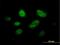 MIS18 Binding Protein 1 antibody, H00055320-B01P, Novus Biologicals, Immunofluorescence image 