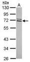 Deuterosome Assembly Protein 1 antibody, GTX120422, GeneTex, Western Blot image 