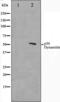 Dynactin subunit 2 antibody, orb224529, Biorbyt, Western Blot image 