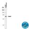 Madh7 antibody, MAB2029, R&D Systems, Western Blot image 