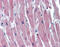 Troponin I3, Cardiac Type antibody, ARP41391_P050, Aviva Systems Biology, Immunohistochemistry frozen image 