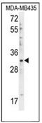 DTW Domain Containing 1 antibody, AP51332PU-N, Origene, Western Blot image 