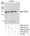 Caspase recruitment domain-containing protein 11 antibody, A302-541A, Bethyl Labs, Immunoprecipitation image 