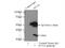 PCNA antibody, 60097-1-Ig, Proteintech Group, Immunoprecipitation image 