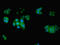 Eukaryotic translation initiation factor 5 antibody, LS-C369572, Lifespan Biosciences, Immunofluorescence image 