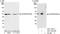 Eukaryotic translation initiation factor 2 subunit 2 antibody, A301-743A, Bethyl Labs, Immunoprecipitation image 