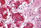 Ephrin type-B receptor 3 antibody, MBS246215, MyBioSource, Immunohistochemistry paraffin image 