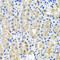 Synaptosome Associated Protein 29 antibody, 19-330, ProSci, Immunohistochemistry frozen image 