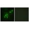 A-Kinase Anchoring Protein 3 antibody, PA5-49775, Invitrogen Antibodies, Immunofluorescence image 