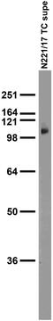 Transient Receptor Potential Cation Channel Subfamily V Member 1 antibody, 73-254, Antibodies Incorporated, Western Blot image 