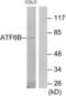 Activating Transcription Factor 6 Beta antibody, LS-C119227, Lifespan Biosciences, Western Blot image 