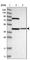 Dehydrogenase/Reductase 13 antibody, HPA022991, Atlas Antibodies, Western Blot image 