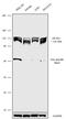 Eukaryotic translation initiation factor 4 gamma 2 antibody, 702479, Invitrogen Antibodies, Western Blot image 
