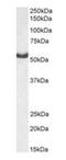 Aspartyl-tRNA synthetase, cytoplasmic antibody, orb382930, Biorbyt, Western Blot image 