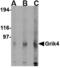 antibody, A09195, Boster Biological Technology, Western Blot image 