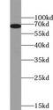 YY1 Transcription Factor antibody, FNab09578, FineTest, Western Blot image 