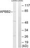 Amyloid beta A4 precursor protein-binding family B member 2 antibody, LS-B7062, Lifespan Biosciences, Western Blot image 