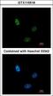Polyribonucleotide 5 -hydroxyl-kinase Clp1 antibody, LS-C186405, Lifespan Biosciences, Immunocytochemistry image 