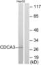 Cell Division Cycle Associated 3 antibody, LS-B8534, Lifespan Biosciences, Western Blot image 