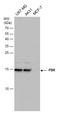 PBR antibody, GTX130550, GeneTex, Western Blot image 