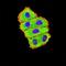 Homeobox A7 antibody, orb157566, Biorbyt, Immunofluorescence image 