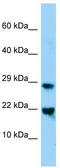 MAF BZIP Transcription Factor G antibody, TA329748, Origene, Western Blot image 